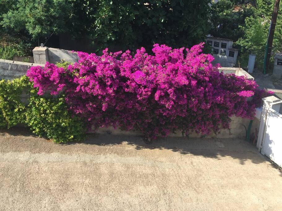 Studio Alivu Bastiya Dış mekan fotoğraf